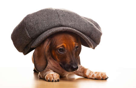 image of dog cap white backgroundの写真素材