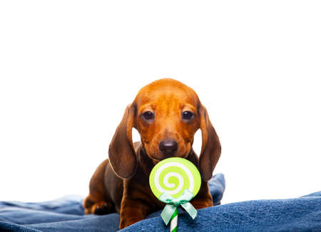 image of dog jeans white backgroundの写真素材