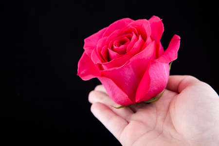 image of flower hand dark backgroundの写真素材