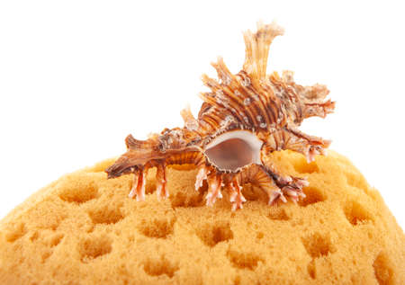 image of sponge seashell white background