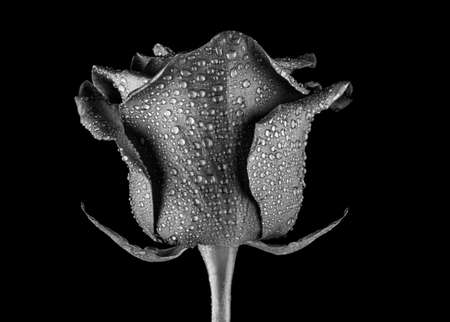 image of flower dark backgroundの写真素材
