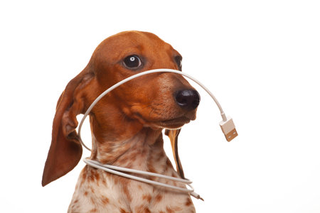 image of dog white backgroundの写真素材