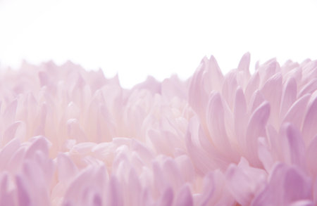 image of macro flower backgroundの写真素材