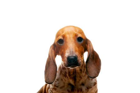image of dog white background