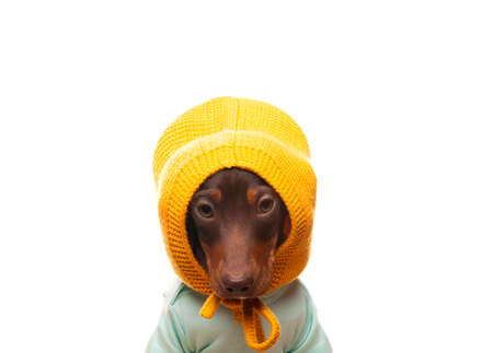 image of dog white background