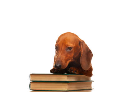 image of dog book white backgroundの写真素材