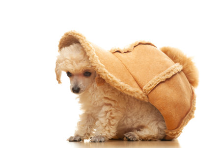 image of dog cap white backgroundの写真素材