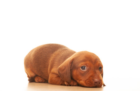 cute brown puppy on white backgroundの写真素材