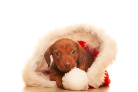 image of dog hat white backgroundの写真素材