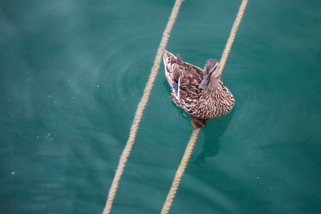 A duck sitting on a rope at the Garda lake.の写真素材