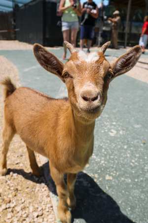 little brown baby goat looking straight front.の写真素材