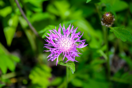 Macro view of a thistle flower (silybum marianum)の写真素材