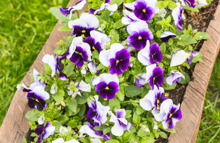 Original  flower bed made of  wooden log with pansies in a ?ity parkの写真素材