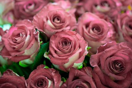Bouquet of fresh red roses with white underside, flower bright background, close-up.の写真素材