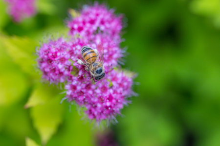 A bee gathering pollen on Spirea Japonica. Close-up macroの写真素材