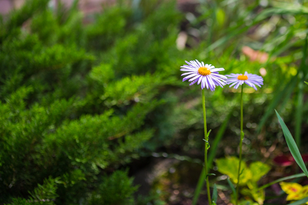 Two blue chamomile flowers in a garden. Light purple petals and yellow centerの写真素材