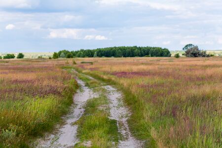 Rural steppe road with beaUtiful colorful wildflower meadows under cloudy skyの写真素材