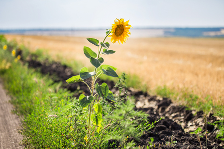 Alone single sunflower on the edge of rural dirt roadの写真素材
