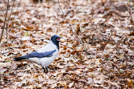 Crow (raven) holding a walnut in its beak and walking over foliage among autumn forest or city parkの写真素材