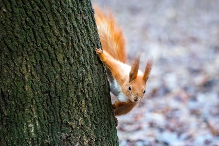 Little cute  squirrel  in a forest.の写真素材