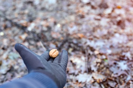 Adults hand  holding a walnut feeding wild animalの写真素材