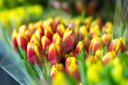 Lot of multicolored tulips bouquets. Flower market or store. Wholesale and retail flower shop.  Florist service. Woman day. の写真素材
