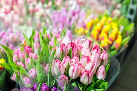 Beautiful multicolored flower bouquets. Various fresh tulips at flower shop. Wholesale or retail flower store. Plant warehouse. Florist agency. Growing and cultivation of flowers.の写真素材