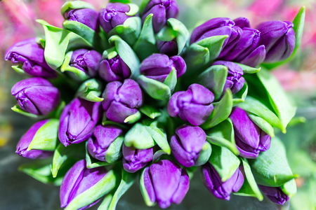 Bunch of many beautiful fresh violet tulips. Wholesale and retail flower store. Flower shop or market. Florist service concept.  Floristy for wedding.Top view.の写真素材