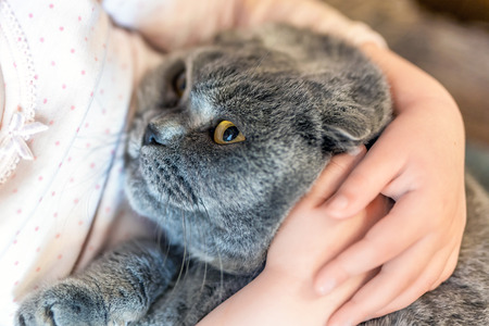 Close-up portrait of cat being hugged by child. Kitten patience. Best friends. Pet careの写真素材