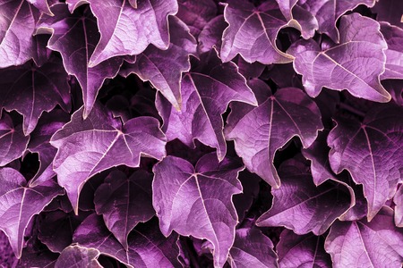 Violet leaves background. Color of the year 2018 purple abstract pattern