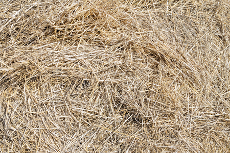 Close-up dry yellow hay texture. Natural straw background. Summer rural backdrop. Copyspace.の写真素材