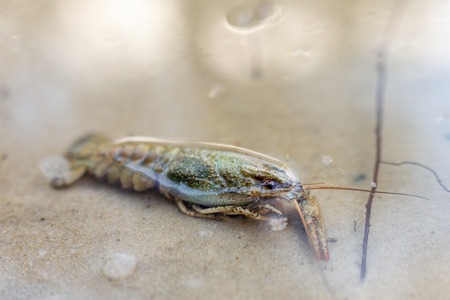 Crayfish lying at sand shore under clear water. Crawfish on river or lake bank.の写真素材