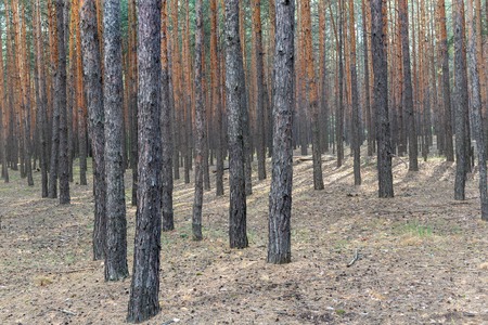 Pine wood trees in national park. Coniferous evergreen forest nature background
