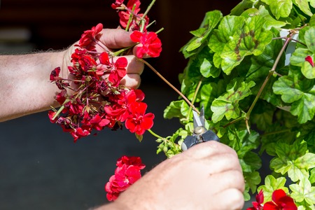 Man trimming dead geranium flowers with scissors. Gardening and maintenance concept. Landscape...