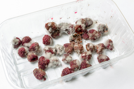 Close-up ripe red rotten raspberry with white grey mold on it.の写真素材