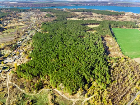 Aerial view of evergreen man planted pine foret. Straighr rows of trees. Greening of planet and eco-friendly.の写真素材
