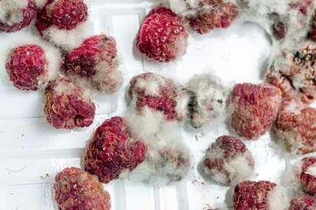 Close-up ripe red rotten raspberry with white grey mold on it. Spoiled berry in plastic box.の写真素材