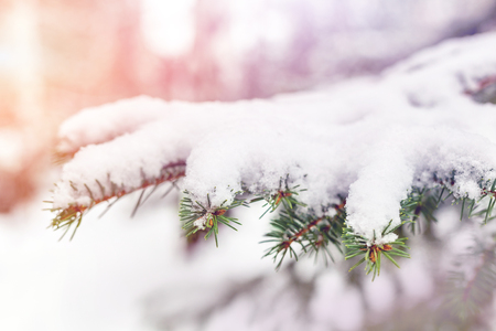 Close-up fir branch covered with fresh fluffy snow. Traditional christmas tree. Christmas and new year holidays outdoor natural background.の写真素材