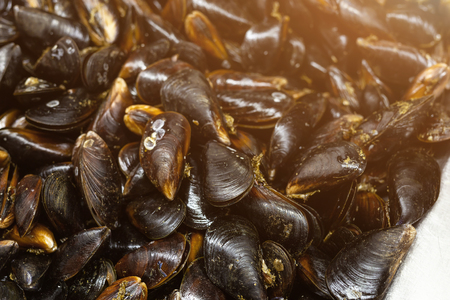 Close-up heap of raw fresh mussels on counter at local fish market. Heap of Nutritious shellfish mollusk at seafood storeの写真素材
