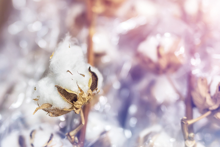 Close-up branch of white cotton flowers. Delicate dried cotton flowers bunch.の写真素材