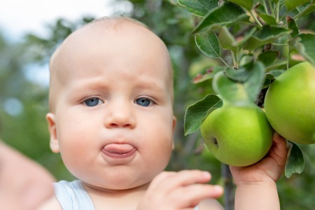 Cute caucasian baby boy picking up fresh ripe green apple from tree in orchard in bright sunny day. Funny child putting out tongue in fruit gardenの写真素材