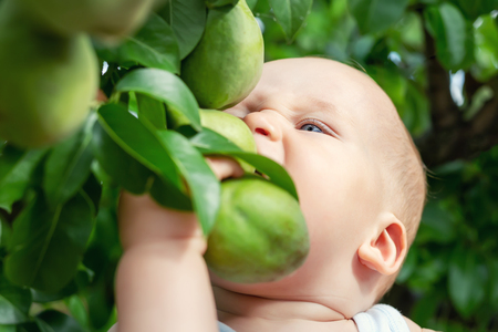 Cute caucasian baby boy picking up fresh ripe green pear from tree in orchard in bright sunny day. Funny child biting delicious fruit and want to eat itの写真素材