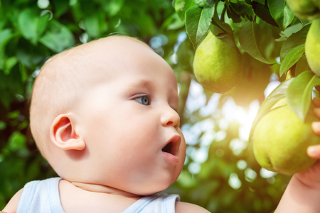 Cute caucasian baby boy picking up fresh ripe green pear from tree in orchard in bright sunny day. Funny child looking at delicious fruit and want to eat itの写真素材