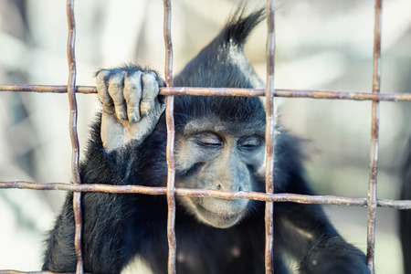 Portrait of sad wild mokey hopelessly looking through metal cage. Caged ape with despair depressed expression. Stop animal abuse concept.の写真素材