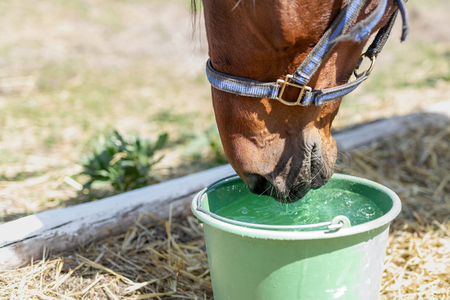 Beautiful brown thoroughbred horse drinking water from bucket. Thirst during hot summer day. Thirsty animal at farm.の写真素材