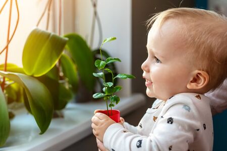 Cute little caucasian toddler boy with mother smiling and having fun holding pot with planted flower near window sill at home. Flower and nature care concept. Children and family happy childhood.の写真素材