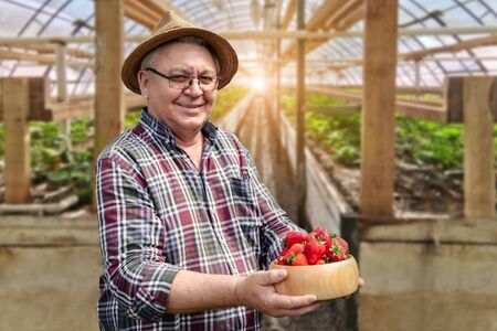 Senior happy farmer smiling and holding ripe organic tasty strawberries in wooden bowl at greenhouse greenery farm. Year-round process of Gardening and growing berries conept.の写真素材