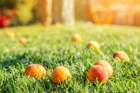 Ripe tasty sweet juicy fallen apricots lying in green grass lawn in fruit garden at backyard due to strong wind weather. Summer fruit vitamins.の写真素材