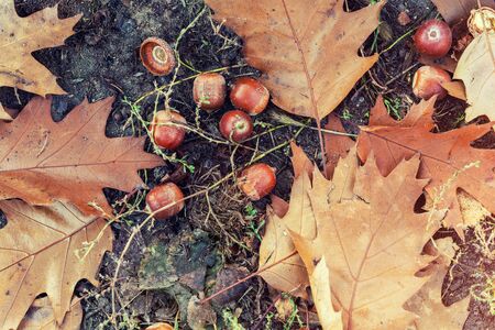 Fallen oak leaves and acorns on green grass in city park or forest at early autumn season. Beautiful...