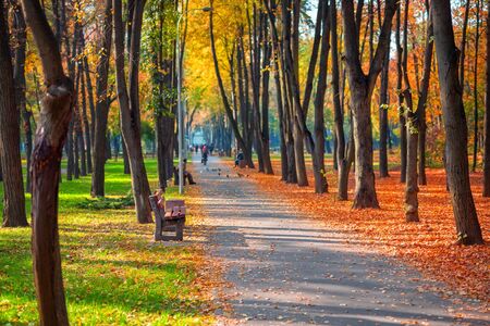 Beautiful scenic early autumn alley with benches between trees and golden colored foliage lush at city park. Walking path in colorful fall season park.の写真素材
